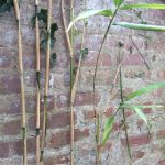 Bamboo