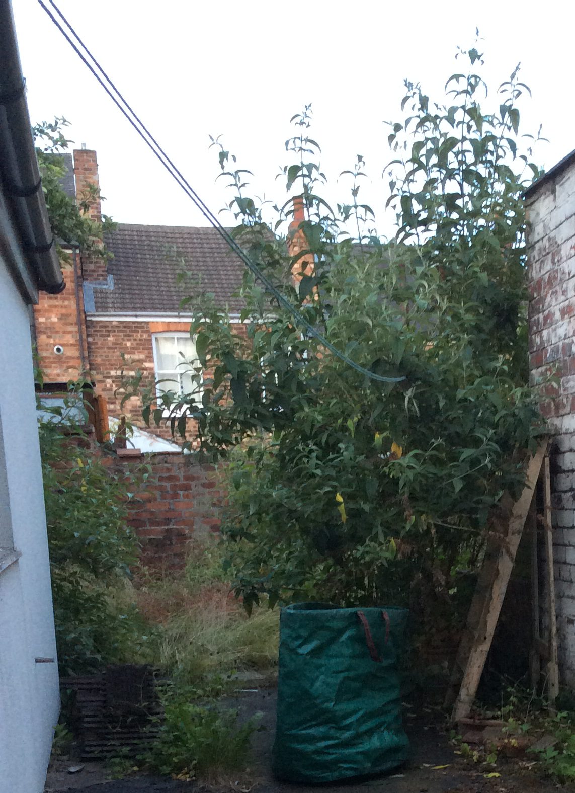 My jungle-garden has taken over